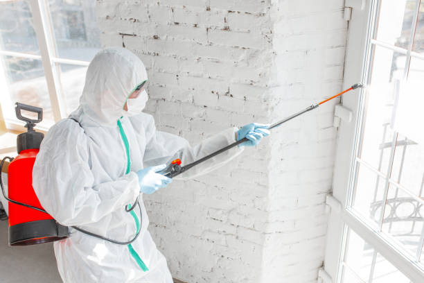 Reliable County Center, VA Mold Removal & Remediation Solutions