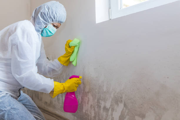 Best Black Mold Removal  in County Center, VA