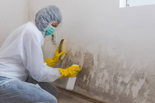 Best Mold Odor Removal Services  in County Center, VA