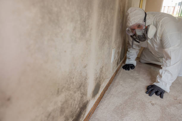 Best Environmental Consulting for Mold Prevention  in County Center, VA