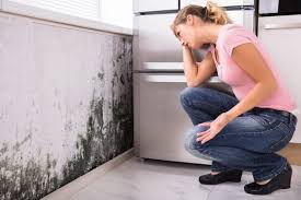 Mold Documentation for Insurance Claims in County Center, VA